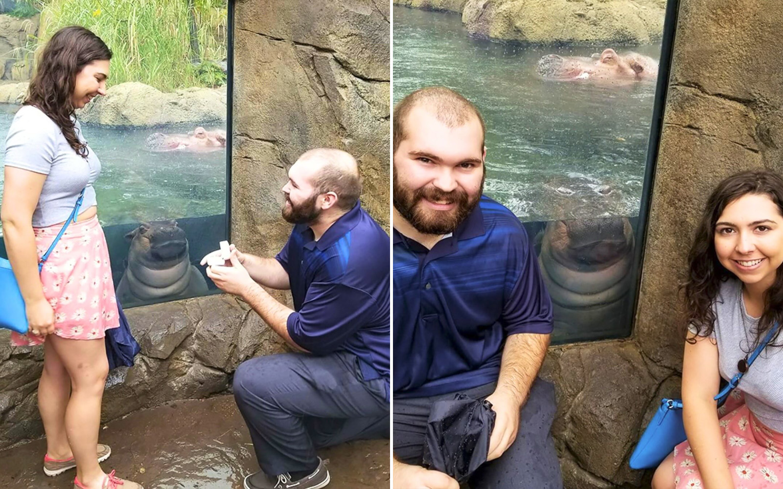 Hippo Photobombs a Couple’s Proposal at Cincinnati Zoo