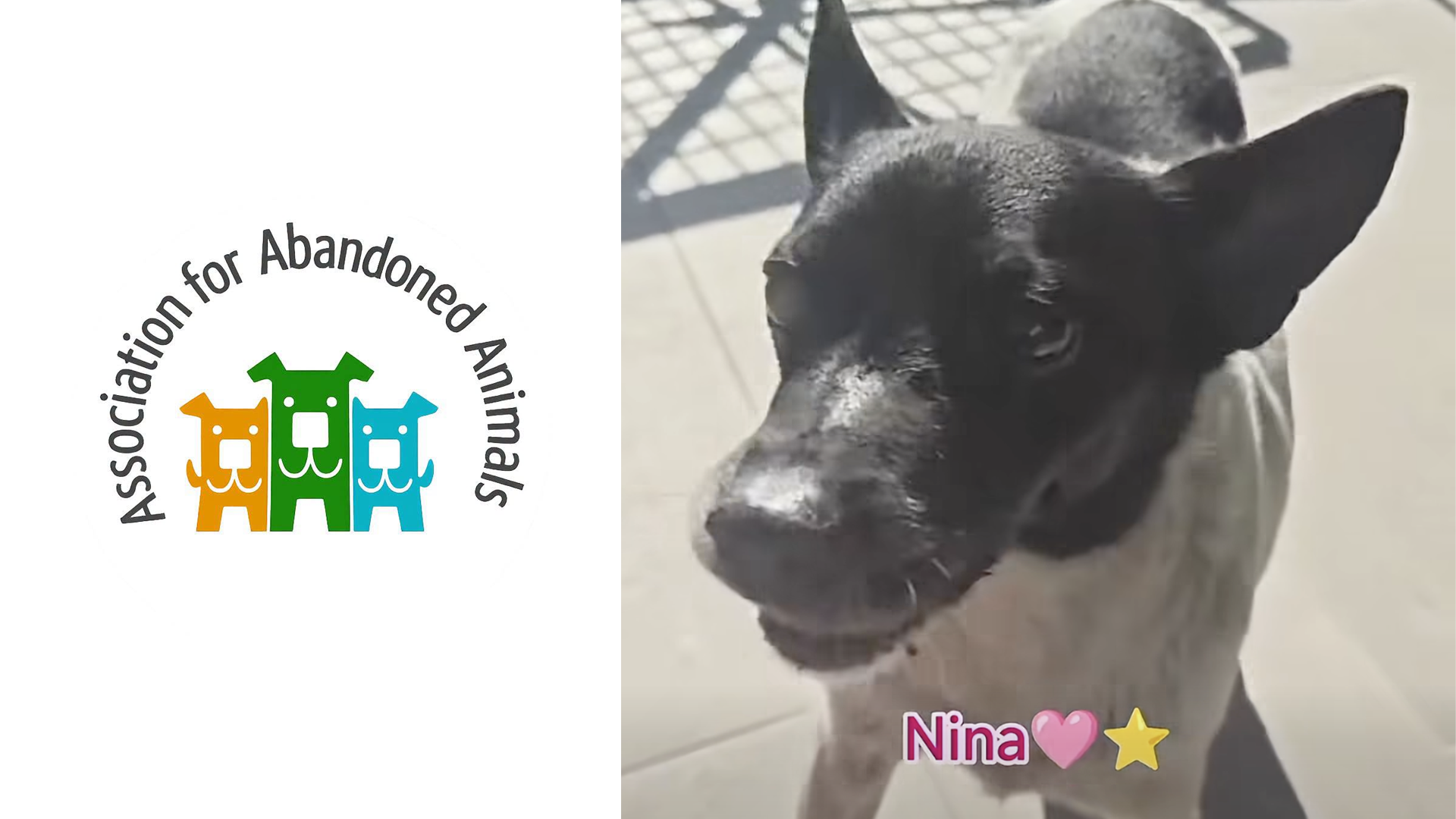 Nina Reaches An Incredible 17 Years After Life As A Rescue Dog