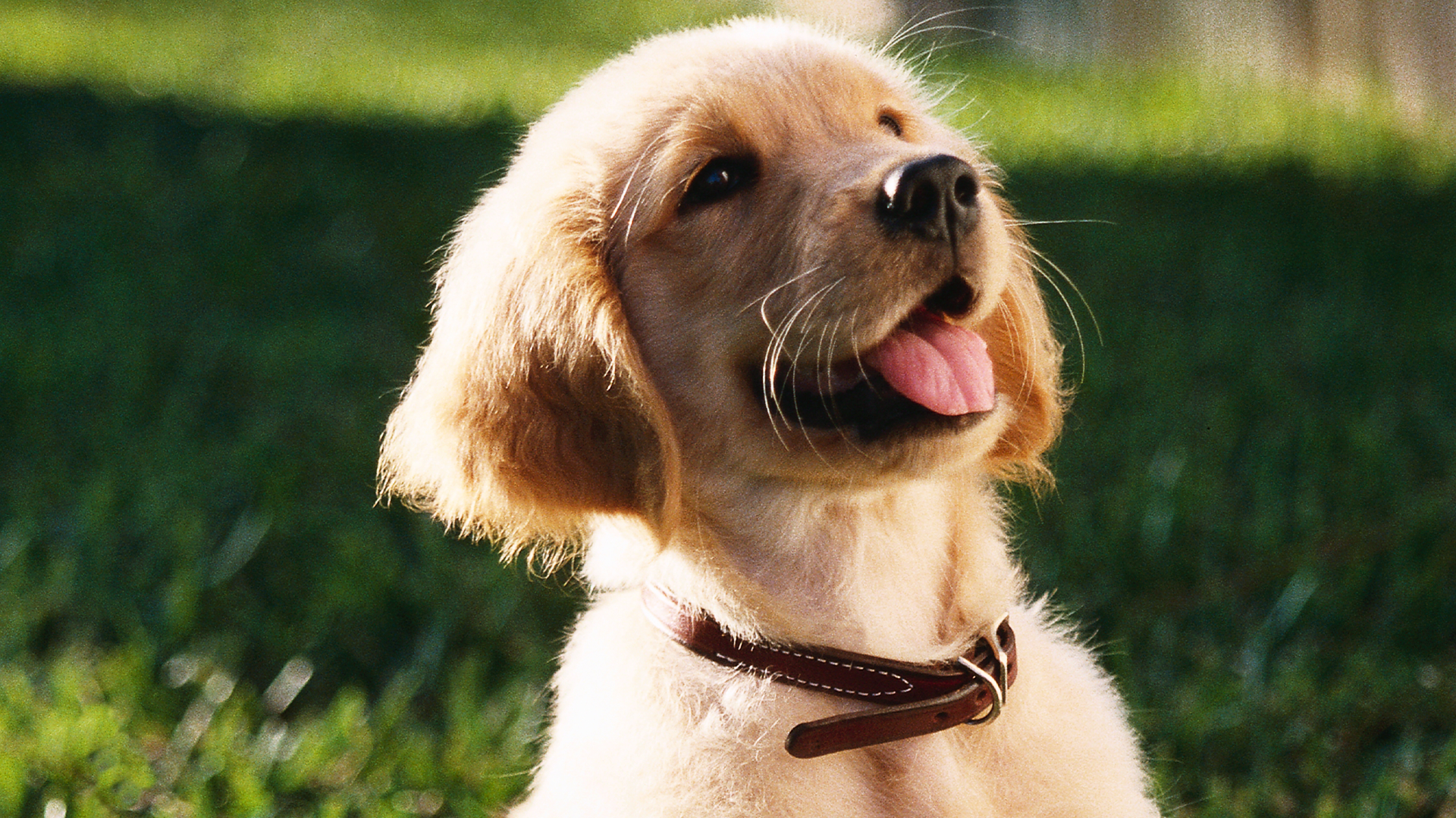August 26. Today is world Dog Day