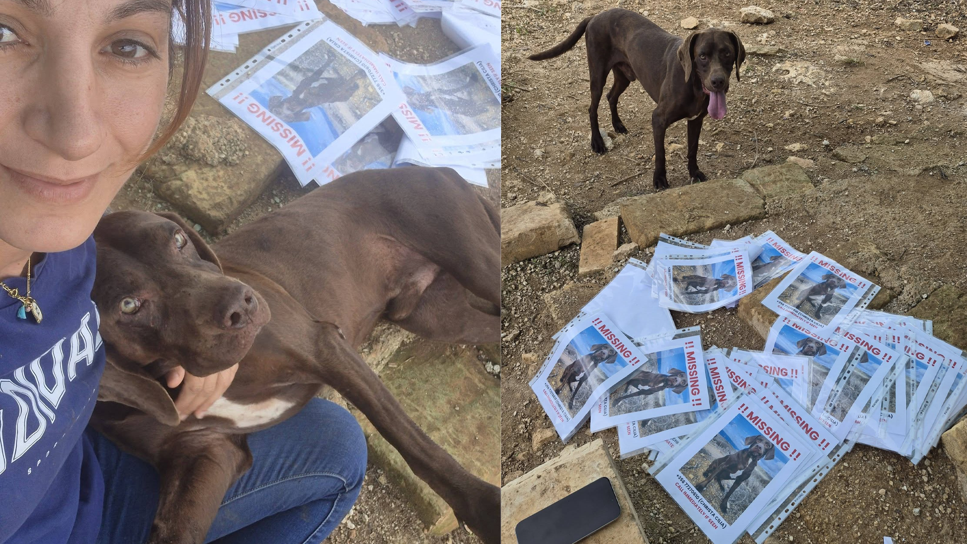 Bobs Returns Home On His Own As Christa Cilia Makes Missing Dog Posters