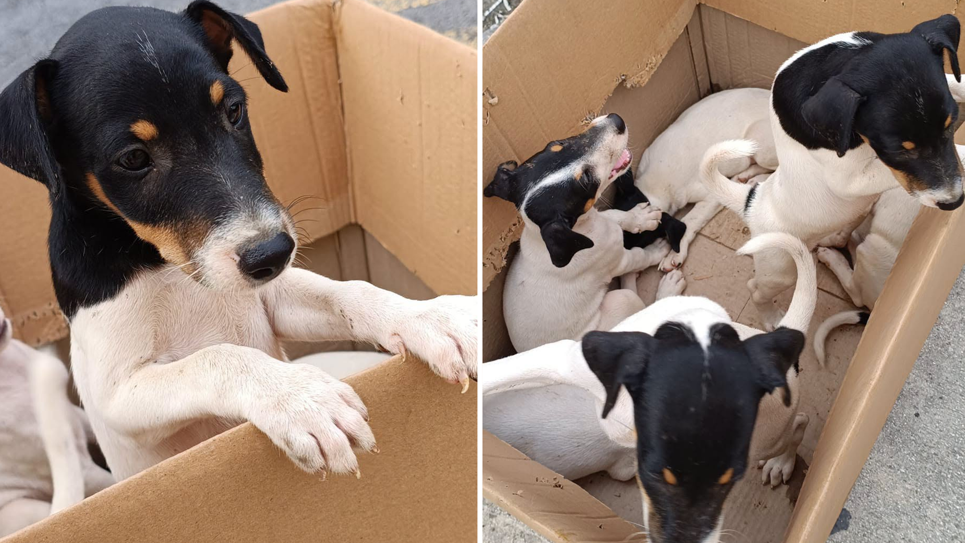Five Puppies Rescued From Farm Arrive Covered in Fleas and Ticks