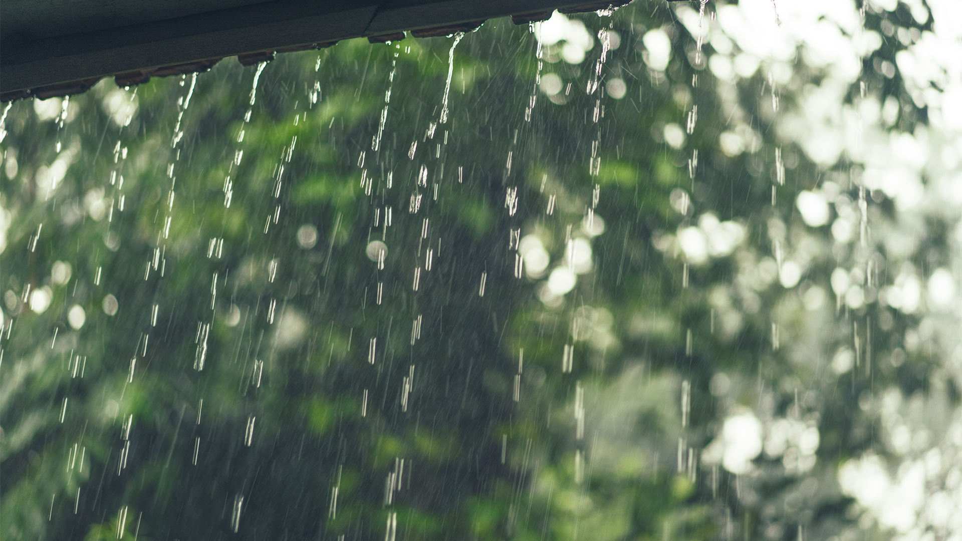 The First-Rain Checklist Every Maltese Household Should Do