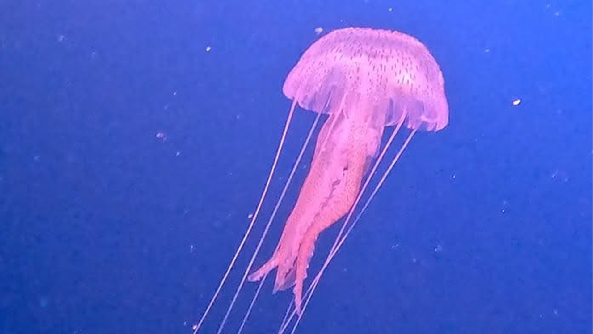 Mauve stinger jellyfish spotted off Gozo